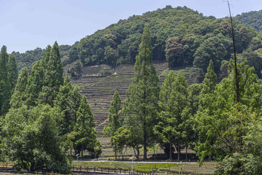 China - Hangzhou 067 - plantación de té verde.jpg